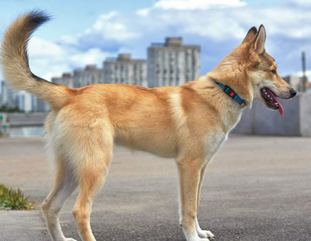 狗狗喜欢追尾巴转圈圈，追的是寂寞还是疾病？