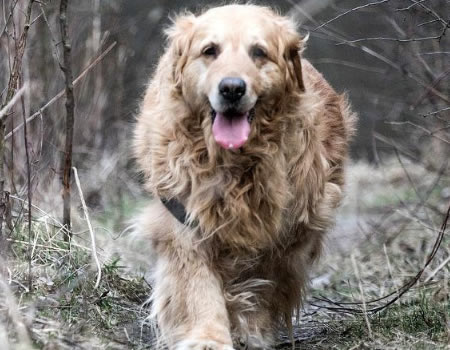 老年狗的听力从山峰跌倒谷底，在无声的世界里宠主该怎么办？ 