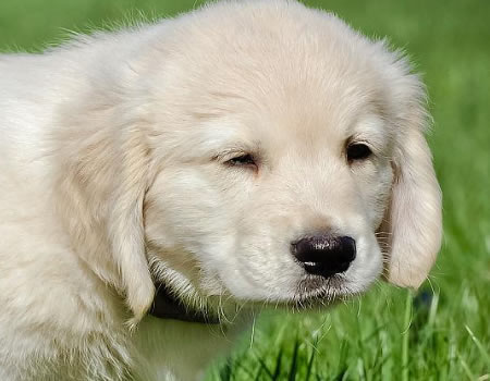 奇怪的知识增加了！狗狗拉粑粑喜欢盯着宠主看原来是这些原因