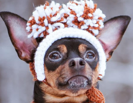 冬季宠物保暖误区：有一种冷，叫宠主觉得狗冷