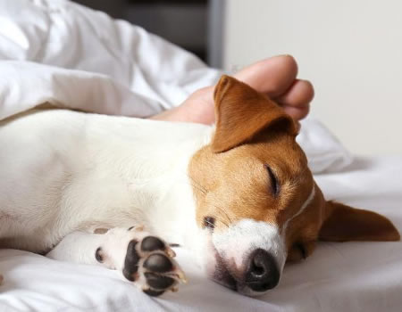 为何狗狗不爱睡狗窝？原来这4个地方才是它们的“最佳睡觉点”