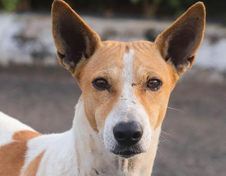 别再错怪狗狗啦！乱咬东西真的不是它的错