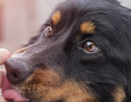 狗狗喜欢舔你的手脚？其实是想告诉你这3件事！