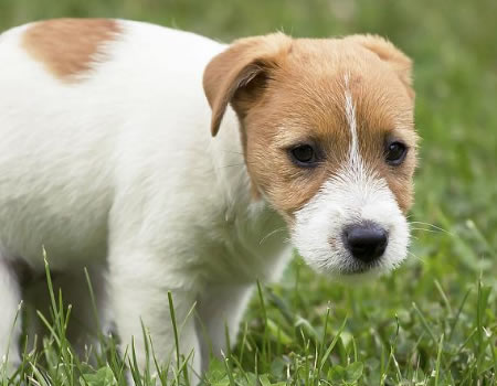 一泡尿胜过千言万语，狗狗是如何用尿液进行交流的？