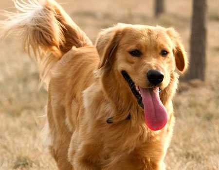 是什么样的生活，可以让狗生圆满?