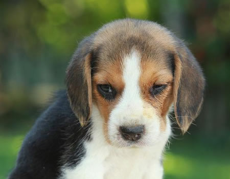 狗狗有这些情况表明它很痛苦