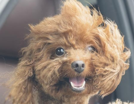 狗狗冷知识：点开后，奇怪的知识又增加了