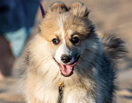 狗狗迷惑行为大赏，这4种你都知道吗？