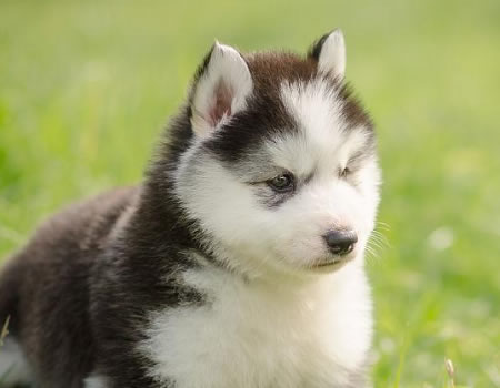 狗狗“不长个”，多半是这些原因造成！