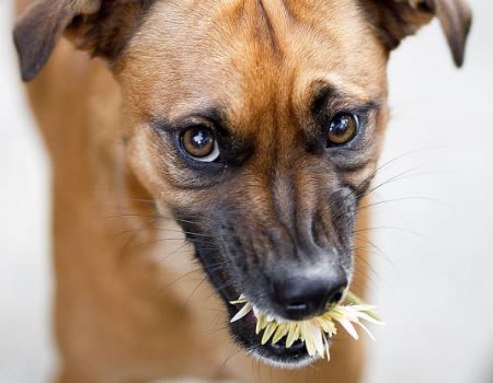 平日温顺的狗狗突然变得咬人好斗？