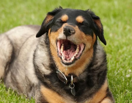 养狗久了才知道，狗狗生气会这样表达出来