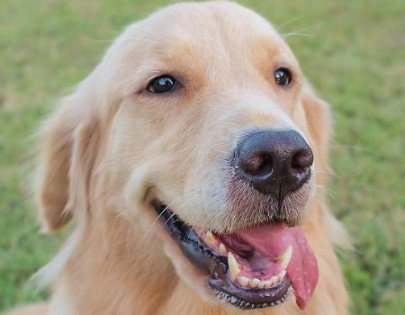 狗狗咧嘴就是在笑？可别强行给它加戏了！