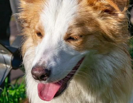 狗狗保护你的3个行为，全中就说明养对狗了！