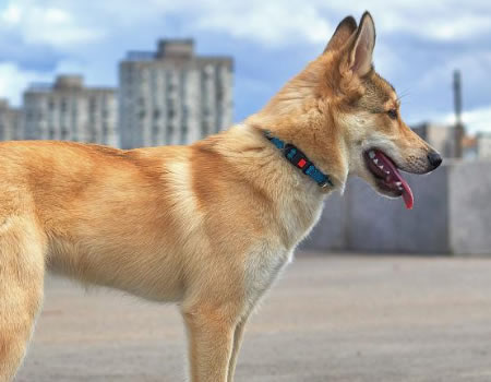 狗狗喜欢追尾巴转圈圈，追的是寂寞还是疾病？