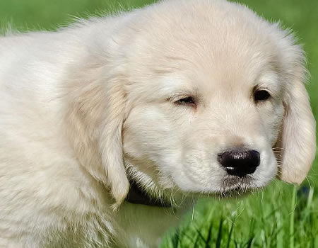 狗狗拉粑粑喜欢盯着宠主看原来是这些原因