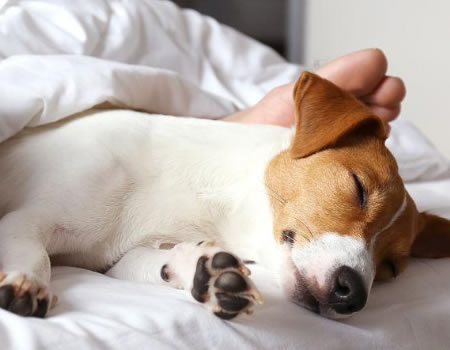 为何狗狗不爱睡狗窝？原来这4个地方才是它们的“最佳睡觉点”