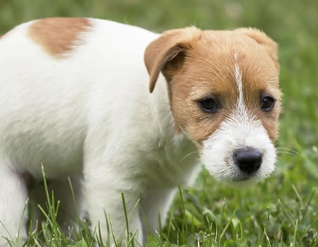 一泡尿胜过千言万语，狗狗是如何用尿液进行交流的？