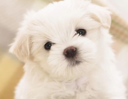 狗狗的皮肤病有哪几种？