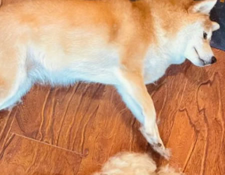 柴犬掉毛严重吗？