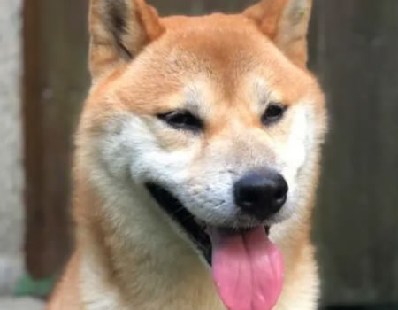 狗狗做出这四种行为背后的原因竟是