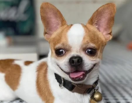 你知道最长寿的吉娃娃有多少岁吗？