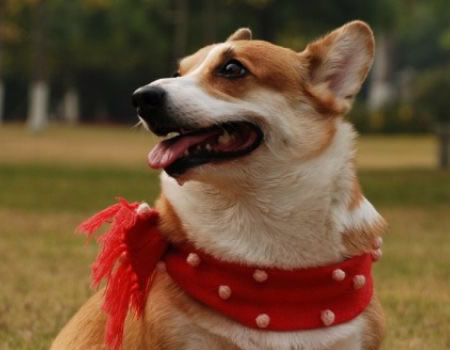 这三种狗狗是公认的白眼狼，看完你还想养吗？