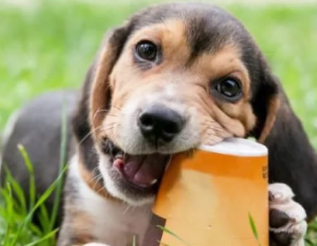 你的狗狗为什么会乱咬东西？