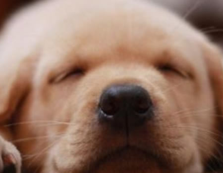 什么行为会导致狗狗瘫痪？