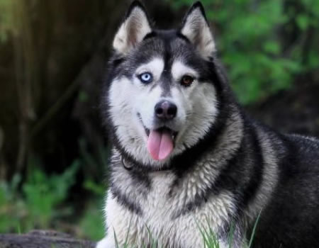 这些狗狗最爱掉毛，你知道哪几种？