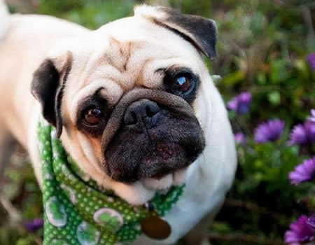 活该多人养！巴哥犬的优点太惹人爱了