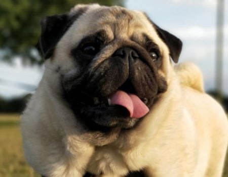 巴哥犬乖不乖，看完就知道？