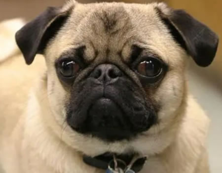 巴哥对你做这些，表明它爱你爱惨了!