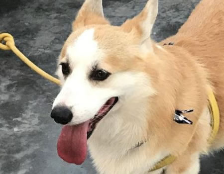 好好的柯基，耳朵怎么就突然耷拉下来了？