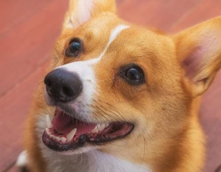 柯基四脚朝天睡的原因竟是！