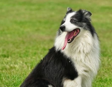 牧羊犬的种类这么多，你知道几个？