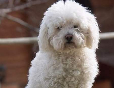 判断狗狗如何健康的四点技巧