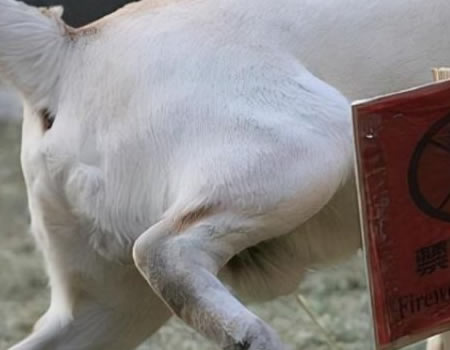 为什么狗狗会乱尿？