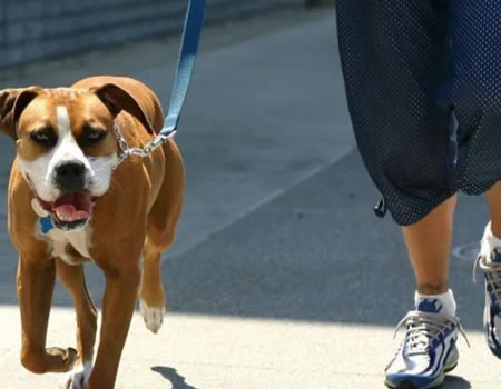 每天遛狗的好处你知道吗？