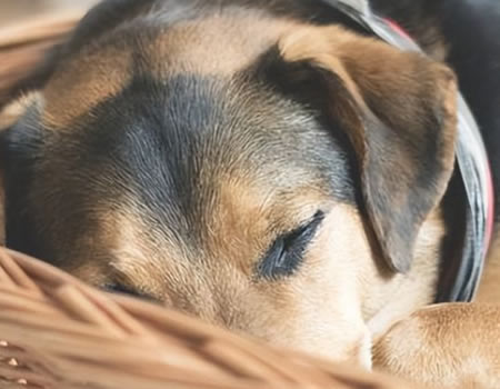 做好这四点，让你的狗狗享受晚年生活！