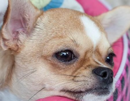 狗狗频繁排尿的原因，你了解吗？