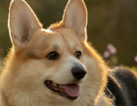 狗狗年长以后易患的疾病有哪些？