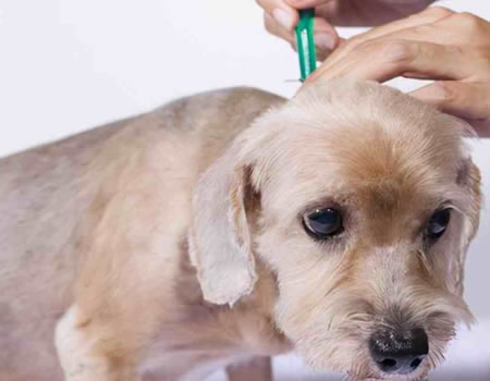 宠主给狗狗驱虫必须留意的三个方面