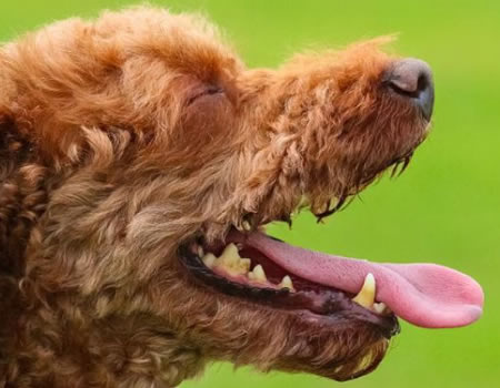 狗狗一直喘气不停，做好以下三点轻松解决！