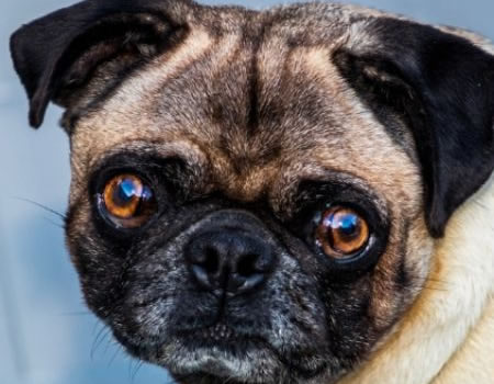 一文教你解决狗眼睛的分泌问题