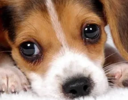 教你如何给狗去皮屑