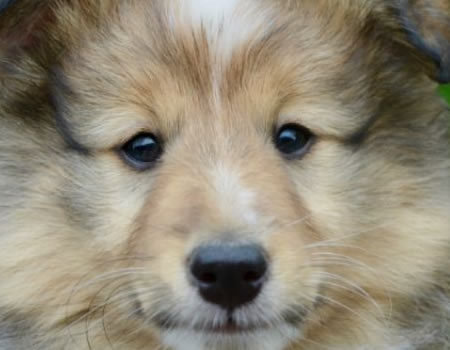 如何为狗清洗耳垢？