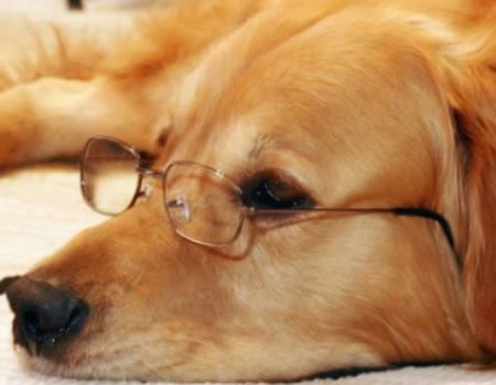 四种小型“家庭护卫犬”，你爱了吗？