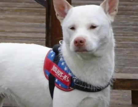 想养也不敢养的下司犬