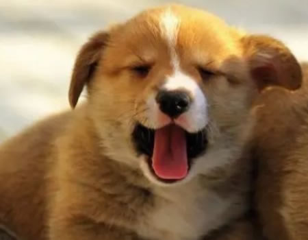 养狗狗的四个好处