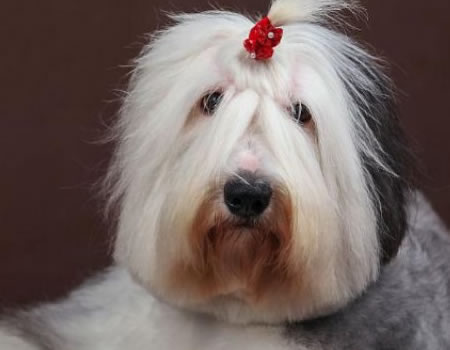 古牧羊犬好不好养？看完就知道